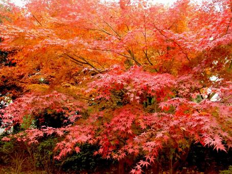 12月、街中の公園で色付く紅葉 紅葉,木,木々の写真素材