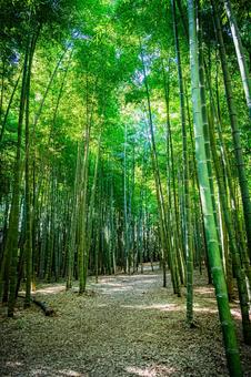 栃木県　竹林 栃木,栃木県,宇都宮市の写真素材