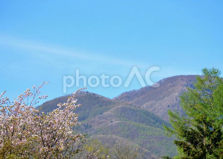 山桜と唐松と春の山 春,新緑,山桜の写真素材