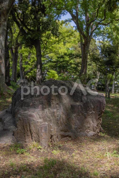 庭の中の風情のある岩 庭,岩,石の写真素材