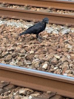 線路に佇む一羽のカラス 線路に佇む一羽のカラスの写真