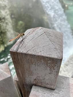 生き物　とんぼ いきもの,とんぼ,夏の写真素材