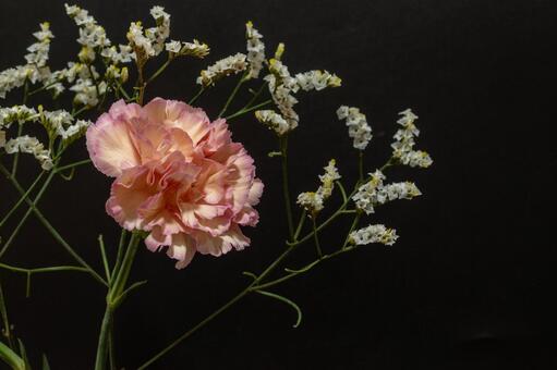 カーネーション 花,母の日,植物の写真素材