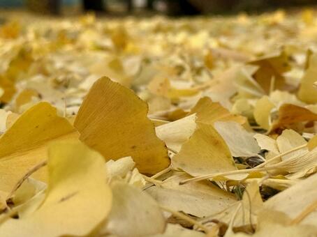 黄金の絨毯を踏むローアングル 葉っぱ,散歩,鮮やかの写真素材