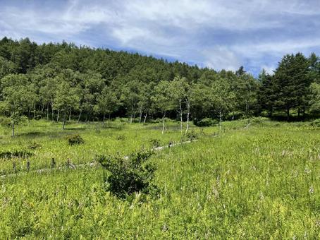 入笠山の入笠湿原風景 入笠山の入笠湿原風景の写真