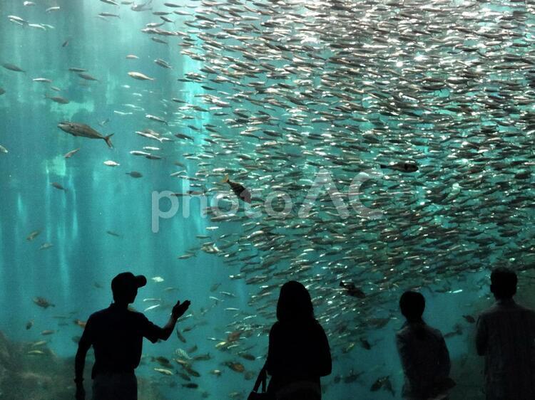 水族館のシルエット2 シルエット,水族館,イワシの写真素材