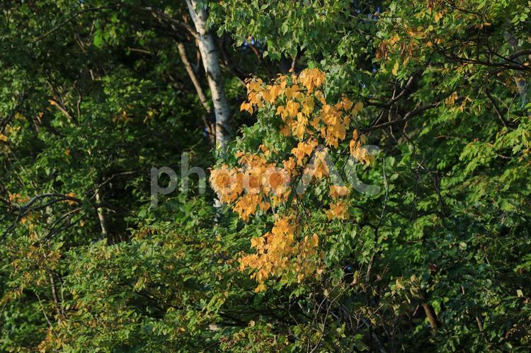 一部だけ紅葉する樹木 紅葉,秋,早秋の写真素材