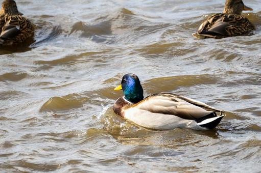 マガモ(21) 鳥,マガモ,カモの写真素材