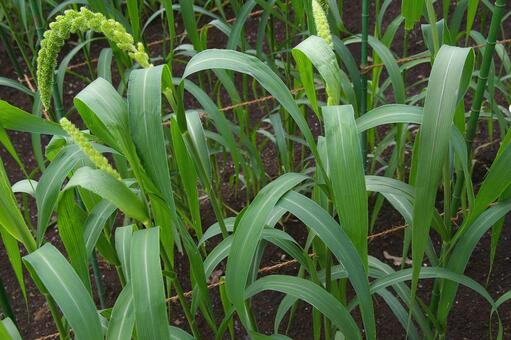 アワ アワ,粟,粱の写真素材