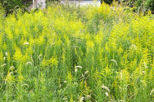 花粉症の原因になるセイタカアワダチソウ 花粉症の原因になるセイタカアワダチソウ セイタカアワダチソウ,セイタカキリンソウ,花粉症の写真素材
