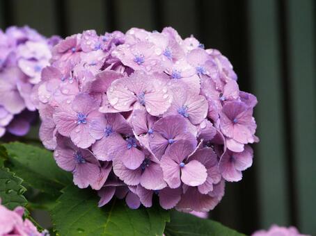 水滴まで綺麗なピンクのアジサイ（紫陽花） アジサイ,ガーデニング,開花の写真素材
