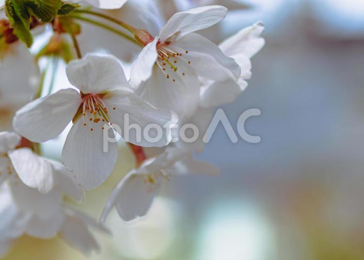 ソメイヨシノ桜ｰ22 ソメイヨシノ,さくら,桜の写真素材