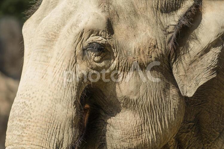 動物園のアジアゾウ 象,ゾウ,アジアゾウの写真素材