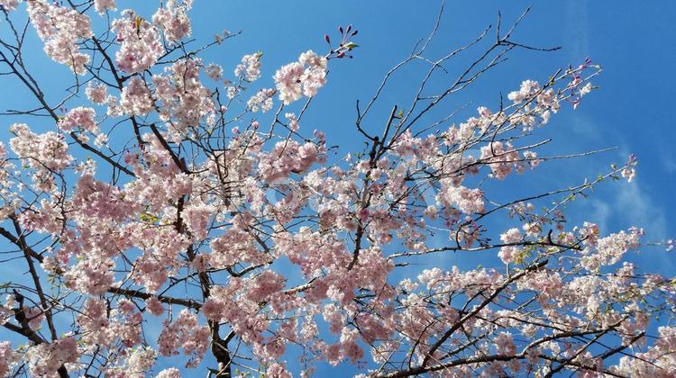 桜 桜,青空,春の写真素材