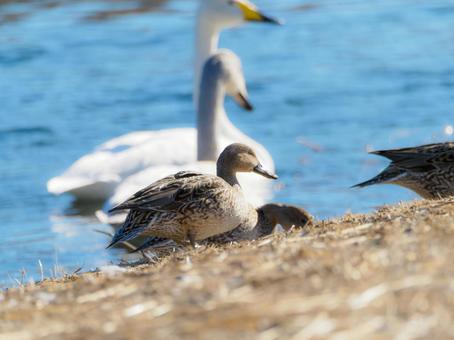 High-resolution photo of ducks, JPG