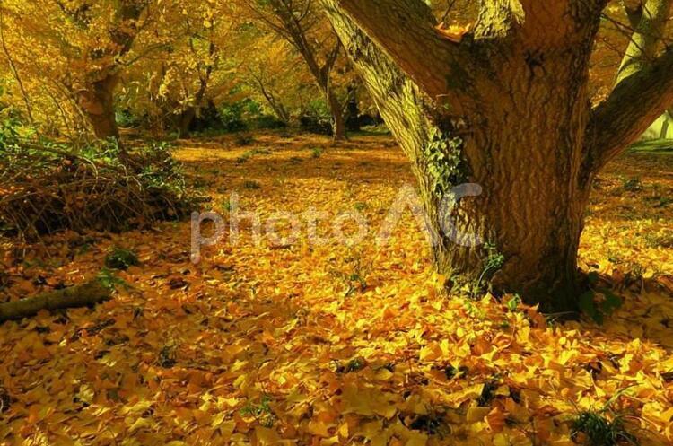 秋のイチョウの森　愛媛県四国中央市 四国中央市,銀杏,イチョウの写真素材