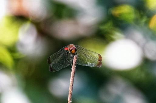 赤とんぼ3 赤とんぼ3の写真
