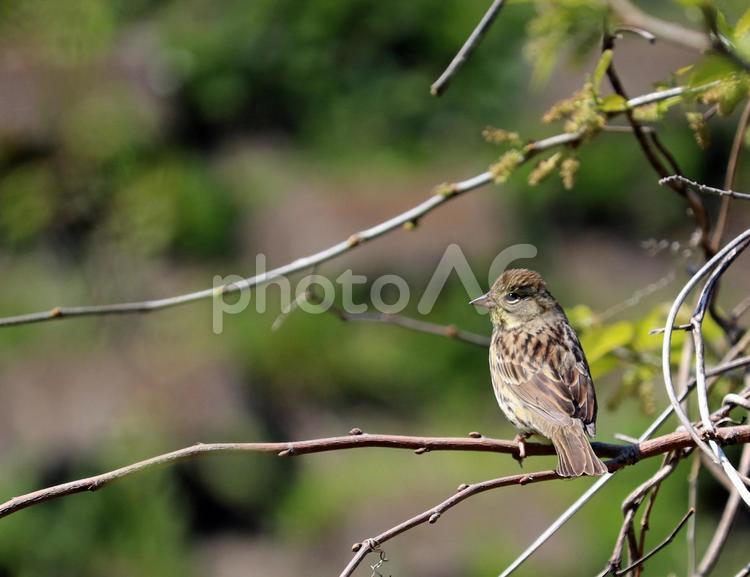 枝にとまる野生のアオジ アオジ,野鳥,野生動物の写真素材