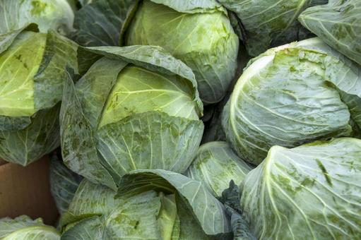 キャベツ3（田原市） キャベツ,緑,農業の写真素材