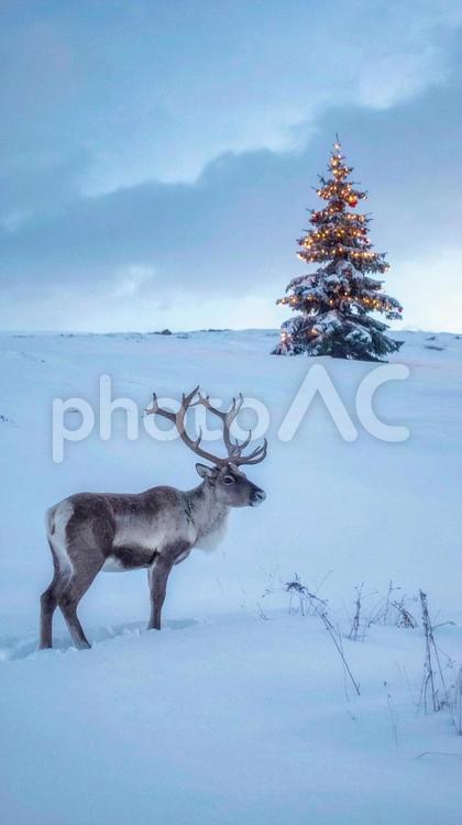 トナカイとモミの木のイルミネーション トナカイ,雪,モミの木の写真素材