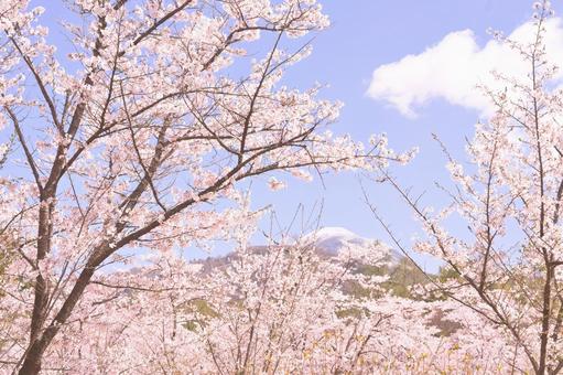 桜の木々 桜の木々の写真