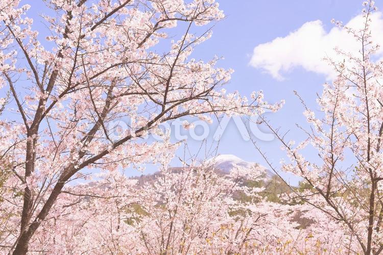 桜の木々 桜,青空,春の写真素材