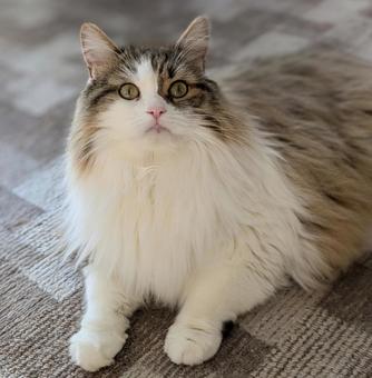 Staring Cat, JPG