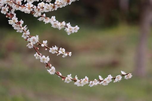 曲がって伸びる白梅 曲がって伸びる白梅の写真