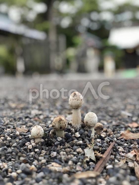 きのこ四人家族が神社参拝 接地,自然,菌類の写真素材