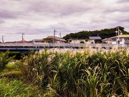 ススキと曇天 ススキと曇天の写真