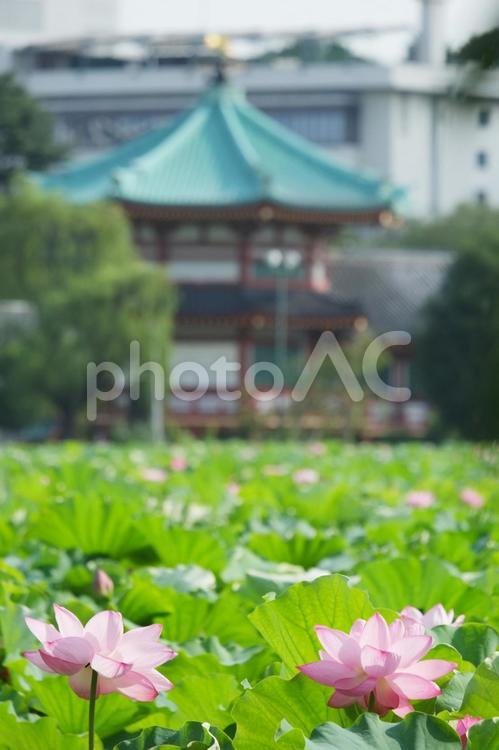 不忍池のハス 上野,不忍池,ハスの写真素材