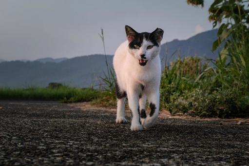 <素材>公園で見かけた白黒猫(野良猫) <素材>公園で見かけた白黒猫(野良猫)の写真