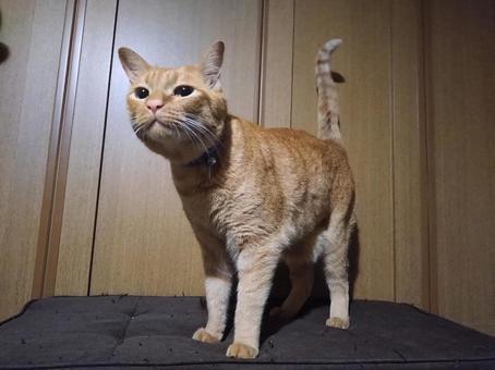 茶トラ猫の立ちポーズ 茶トラ猫の立ちポーズ 茶トラ猫,ネコ,ペットの写真素材