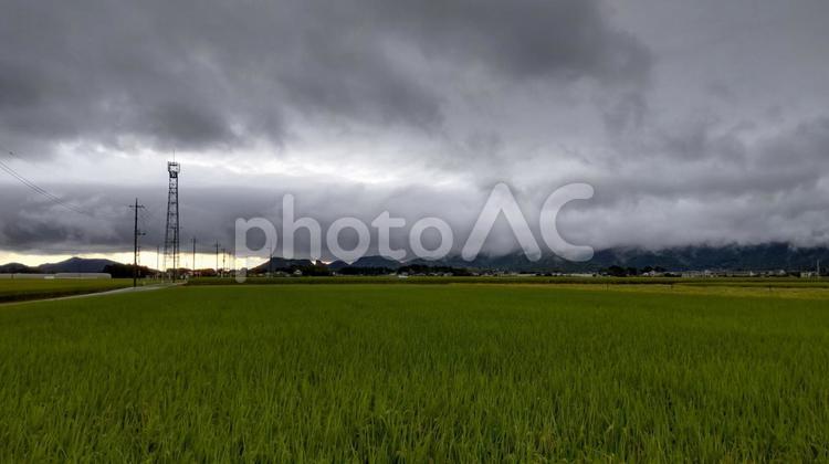 黒い雲と稲穂 稲穂,稲,田の写真素材