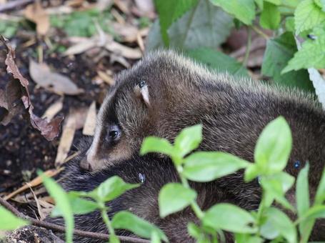 Badger Brothers, JPG Badger Brothers, JPG