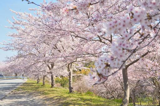 桜並木 桜並木の写真