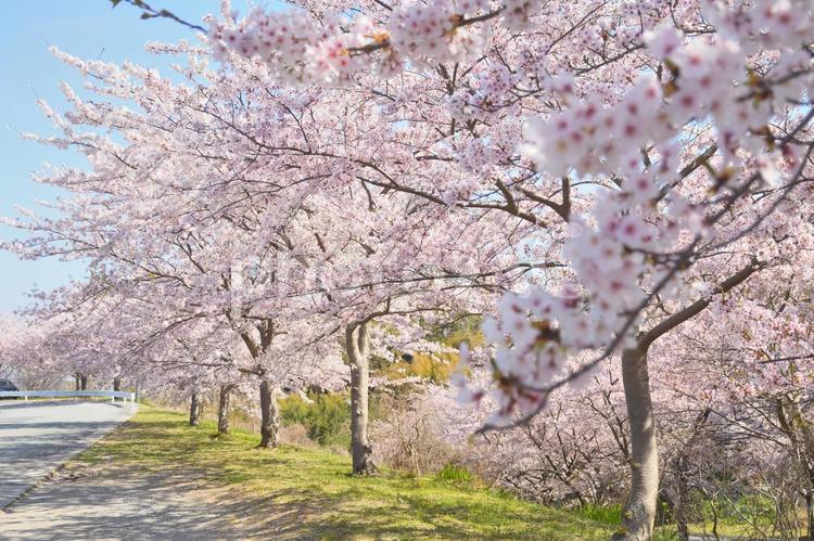 桜並木 ピンク,春,晴天の写真素材