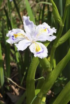 シャガ [Fringed Iris]-002の写真