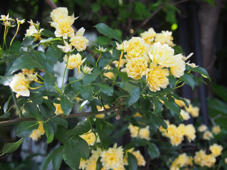 Flower Flowerの写真