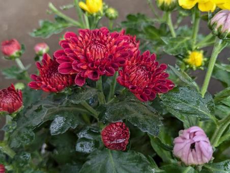 ポットマム ポットマム ポットマム,花,flowerの写真素材