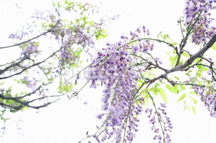 公園に咲いていた藤の花 藤,藤棚,大宮第二公園の写真素材