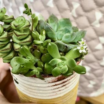お嫁に来た多肉植物 お嫁に来た多肉植物 多肉植物,観葉植物,植物の写真素材