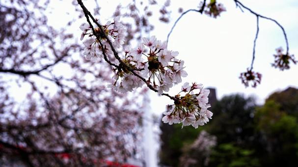 満開の桜のクローズアップ マクロ撮影 満開の桜のクローズアップ マクロ撮影の写真