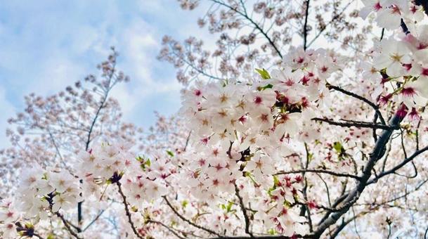 日本の桜 日本の桜 桜,桜の木,木の写真素材