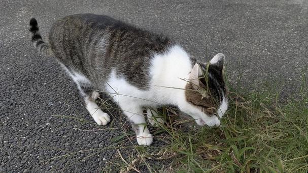 道草を食うの写真