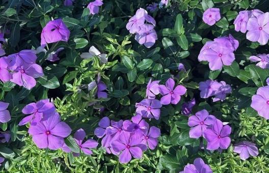 ニチニチソウの花畑（ピンク） 日日草,毒性,植物の写真素材