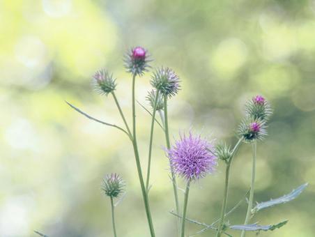 アザミの花 アザミの花の写真