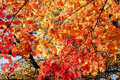 カエデの紅葉⑹ 秋,葉,カエデの写真素材