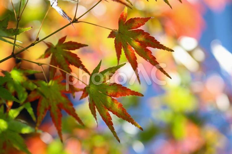 秋の気配・色づき始めたカエデ 紅葉,秋,モミジの写真素材