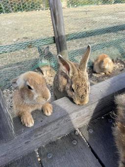 rabbit, JPG